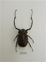 藏品(長臂金龜)的圖片